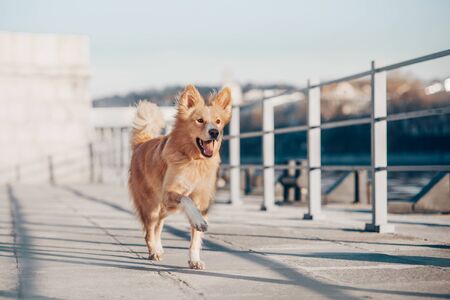 Happy mixbreed dog running along the quay in the city