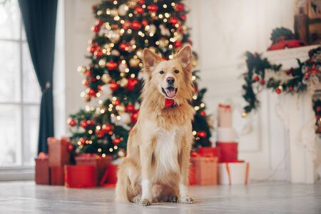 Happy yellow dog sitting on the christmas backgroundの写真素材