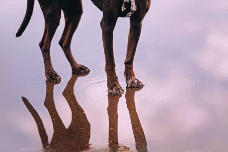 Hound dog stands on the water with reflection paws and skyの写真素材