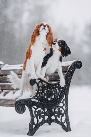 Two Cavalier King Charles Spaniels dogs posing on the bench in winterの写真素材