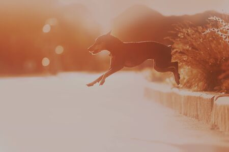 Miniature Pinscher walks in the park and fun runs and jumpsの写真素材