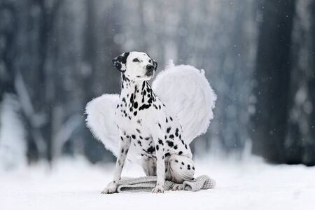 Dalmatian dog is sitting on his back legs on the snow in the winter forestの写真素材