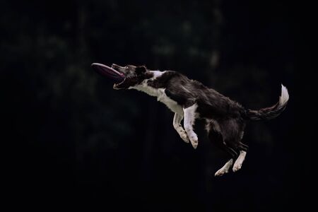 Black and white border collie dog catching purple discの写真素材