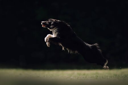 Black and white border collie dog jumps for a disc