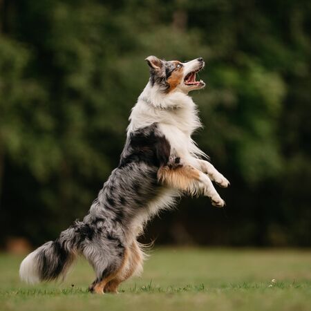 Happy blue-merle Border collie dog jumping for a toy