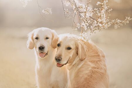 Two Golden retriever dogs portrait with branch of flowers in spring
