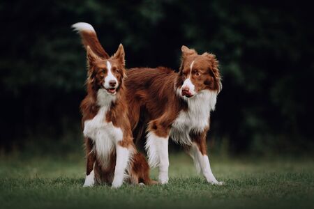 Two border collie dogs in love in park
