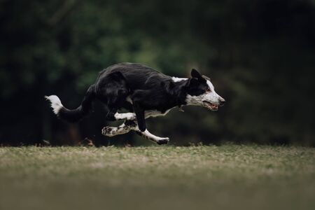 Black and white border collie puppy running in parkの写真素材