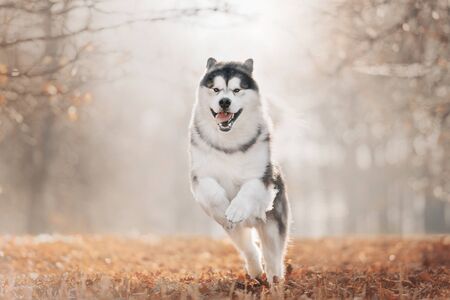 Happy Malamute dog running in autumn's park in morningの写真素材