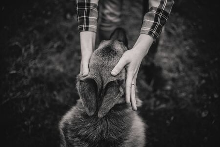 Human's hands gently holding the german shepherd dog's headの写真素材