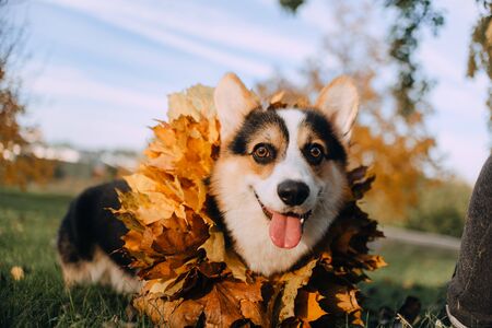 Funny Pembroke Welsh Corgi in a necklace of leaves