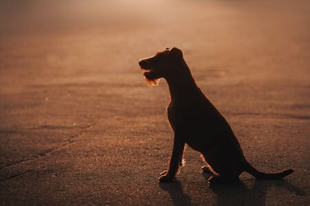 Irish terrier dog sitting in the setting sun in summerの写真素材