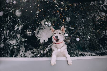 Mixed breed dog posing outdoors by a christmas treeの写真素材