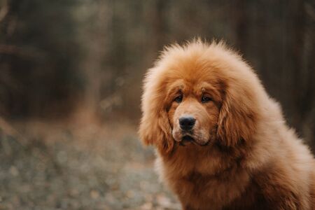 Young Tibetan mastiff dog sitting in the autumn forestの写真素材
