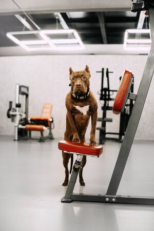 brown american bully puppy posing in the gymの写真素材