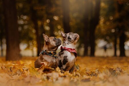 two french bulldog dogs portrait outdoors in autumnの写真素材