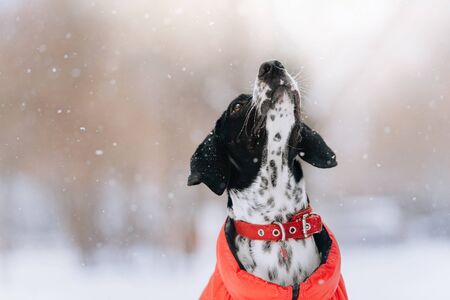 mixed breed dog posing outdoors in winter