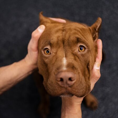 adorable brown american bully dog portrait indoorsの写真素材