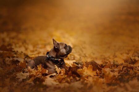 adorable french bulldog dog portrait outdoors in autumnの写真素材
