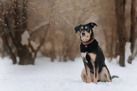 mixed breed dog posing outdoors in winterの写真素材