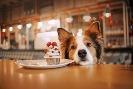beautiful red and white border collie dog in a cafeの写真素材