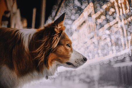 Red Border collie dog looking at lights on streetの写真素材