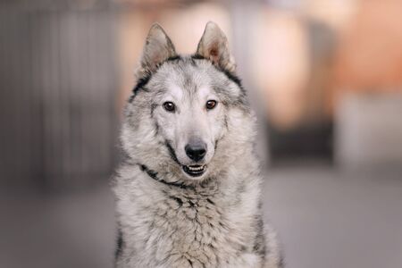 adorable grey mixed breed dog portrait outdoorsの写真素材