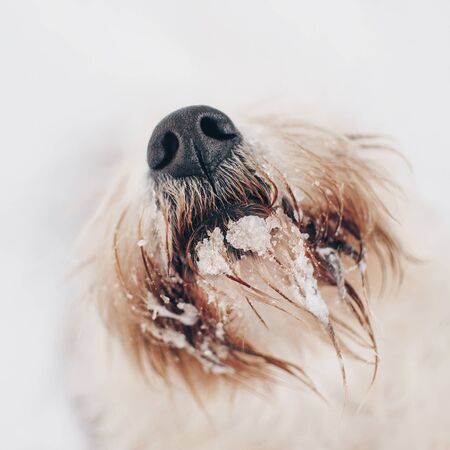 dog beard and nose close up, covered in iceの写真素材
