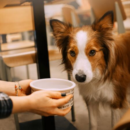 border collie dog gives a water bowl in a cafeの写真素材