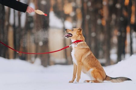 mixed breed dog posing outdoors in winterの写真素材