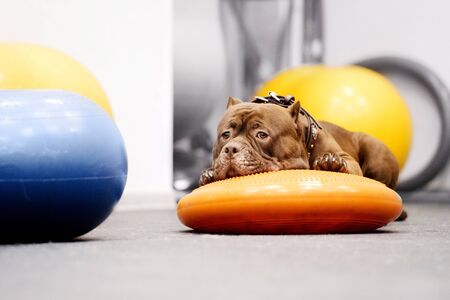 american bully dog resting in the gym after trainingの写真素材