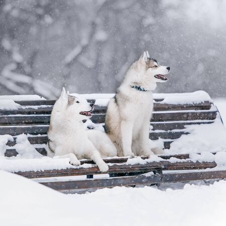 two siberian husky dogs posing on a bench in winterの写真素材