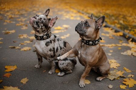 two french bulldog dogs portrait outdoors in autumnの写真素材