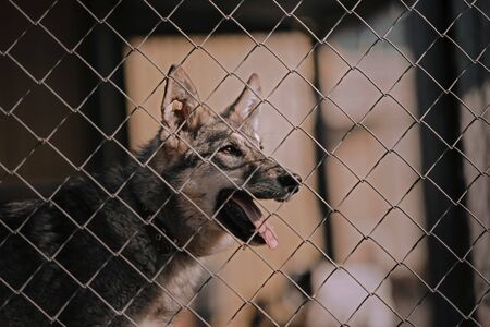 grey dog behind the fence in an animal shelterの写真素材