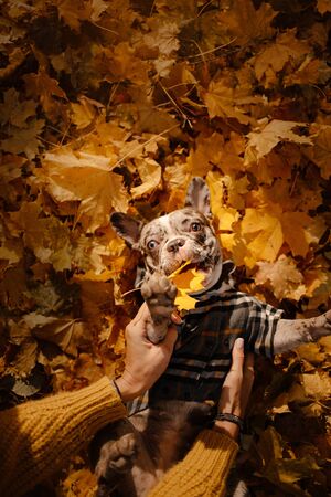 funny french bulldog dog rolling in fallen autumn leavesの写真素材