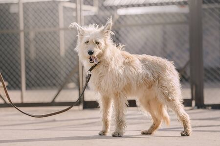 adorable mixed breed dog standing in an animal shelterの写真素材