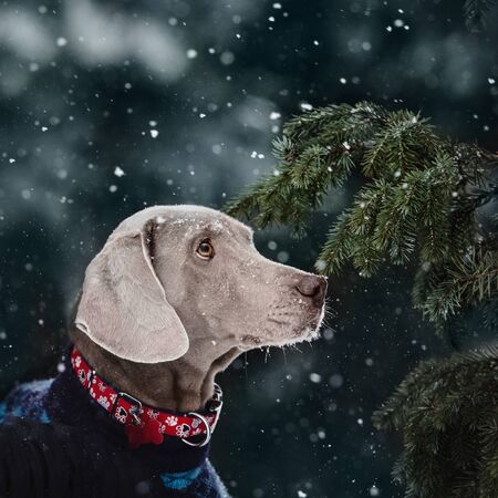 adorable weimaraner dog posing outdoors in winterの写真素材