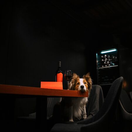 red and white border collie dog in a cafeの写真素材
