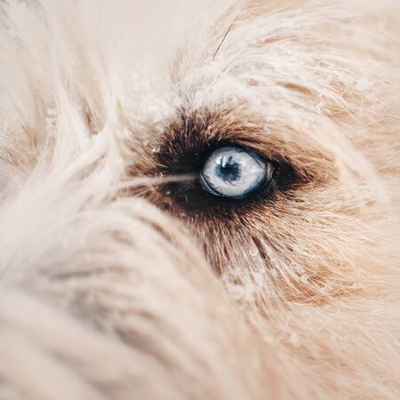 close up shot of a dogs blue eye