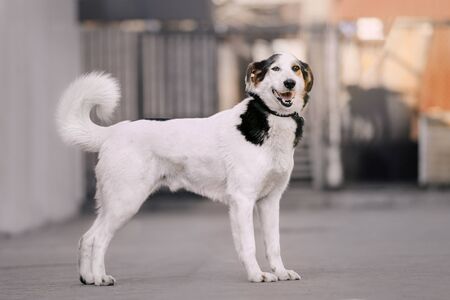 beautiful mixed breed dog posing in a shelterの写真素材