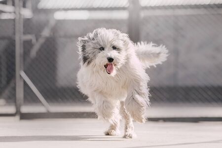 happy large mixed breed dog running outdoorsの写真素材