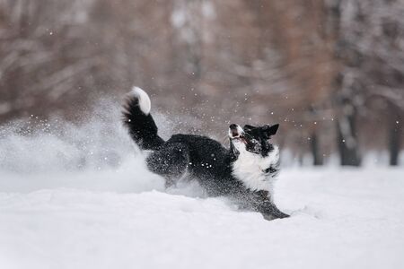 Happy border collie jumping in the snow for a walk in the parkの写真素材