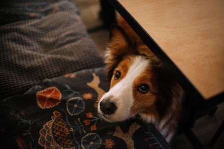 red and white border collie dog posing indoorsの写真素材