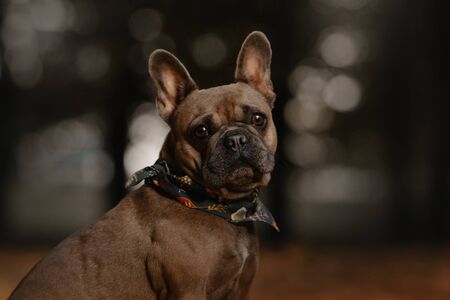 adorable fawn french bulldog portrait in autumnの写真素材