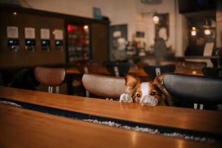 white and red border collie dog in a cafeの写真素材
