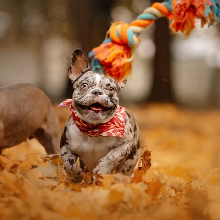 happy french bulldog playing outdoors in autumn