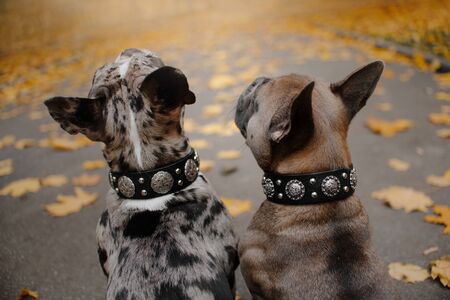 french bulldogs sitting outdoors in leather collars