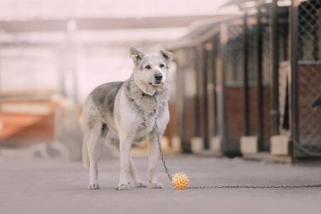 beautiful dog waiting for adoption in animal shelterの写真素材