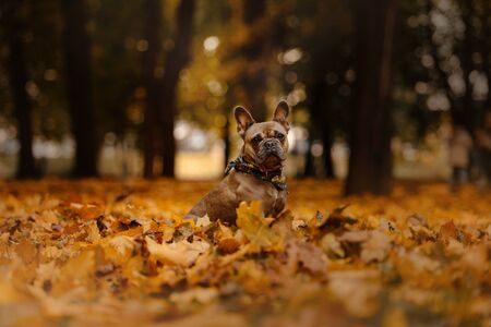 french bulldog dog sitting in fallen leaves outdoorsの写真素材