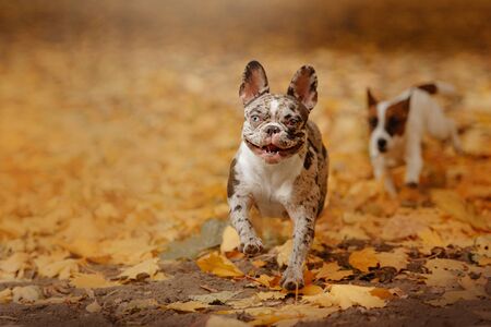 happy french bulldog running outdoors in autumnの写真素材